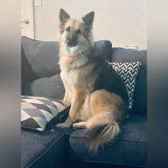 Meet your Posher, Clau - Picture 2 of 7